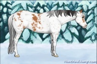 Horse Color:Bay Sabino 