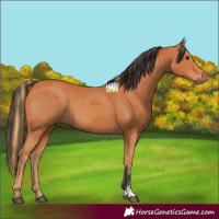 Horse Color:Chestnut  and Bay 