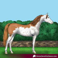 Horse Color:Chestnut Sabino 