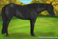 Horse Color:Gray Black 