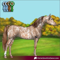 Horse Color:Gold Champagne Dun Appaloosa Rabicano  and Red Dun 