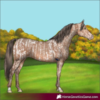 Horse Color:Amber Champagne Appaloosa  and Sable Champagne 