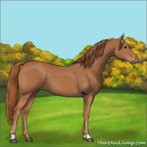 Horse Color:Chestnut 