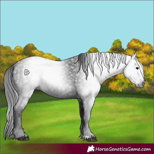 Horse Color:Gray Smoky Black