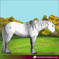Horse Color:Gray Smoky Black 
