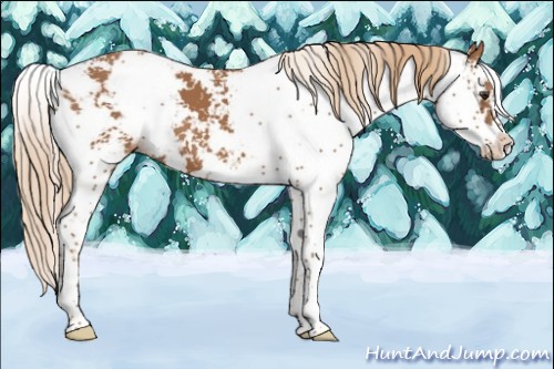 Horse Color:Chestnut Sabino 