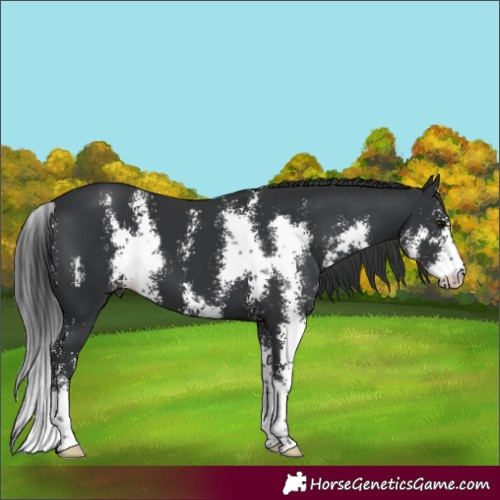 Horse Color:Black Sabino