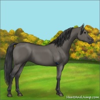 Horse Color:Grullo 