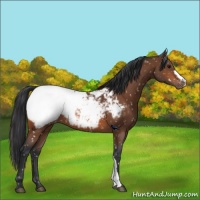 Horse Color:Bay Appaloosa