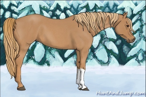 Horse Color:Red Roan 