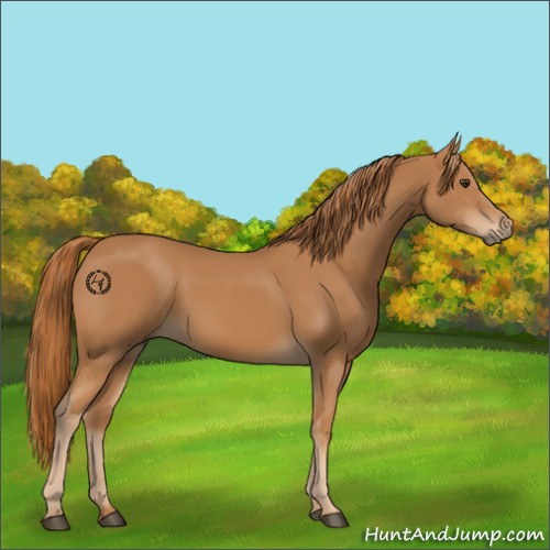 Horse Color:Chestnut 