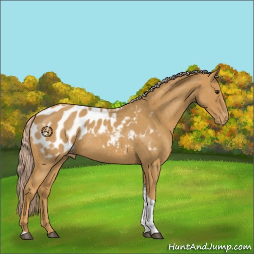Horse Color:Palomino Roan Tobiano Appaloosa 