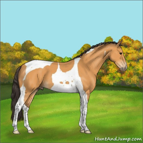 Horse Color:Buckskin Tobiano