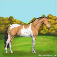 Horse Color:Buckskin Tobiano 