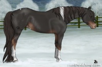 Horse Color:Liver Chestnut Tobiano Appaloosa Rabicano 