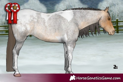Horse Color:Buckskin Roan Tobiano Snowcap Rabicano 