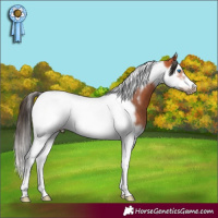 Horse Color:Bay Roan Splash Tobiano Frame