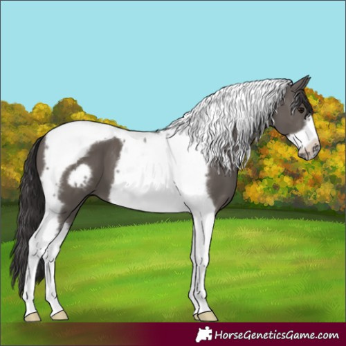 Horse Color:Smoky Grullo Tobiano Frame