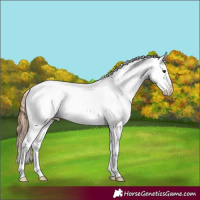 Horse Color:Bay Frame Appaloosa 