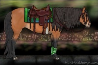 Horse Color:Bay Sabino 