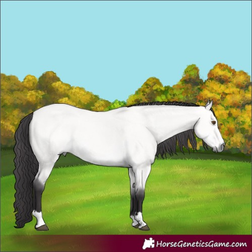 Horse Color:Platinum Buckskin Dun 