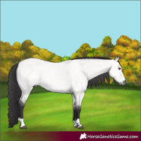Horse Color:Platinum Buckskin Dun