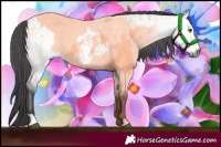 Horse Color:Platinum Buckskin Roan Dun 