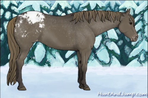 Horse Color:Smoky Black Appaloosa 