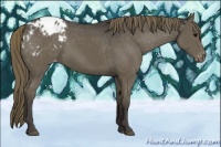 Horse Color:Smoky Black Appaloosa 