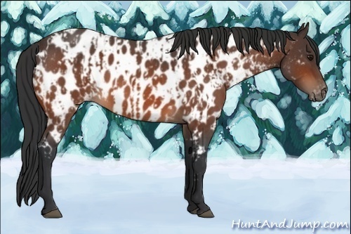 Horse Color:Bay Appaloosa  and Bay Roan Appaloosa 