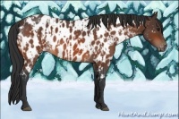 Horse Color:Bay Near Leopard  and Bay Roan Near Leopard 