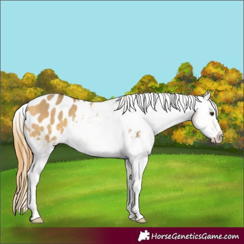 Horse Color:Buckskin Dun Splash Appaloosa Rabicano 