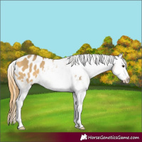 Horse Color:Buckskin Dun Splash Varnish Rabicano