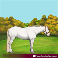 Horse Color:Smoky Creme Roan Dun 