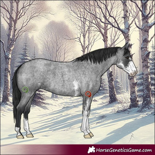 Horse Color:Blue Roan Sabino 