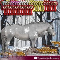 Horse Color:White Spotted Black Sabino Appaloosa Rabicano