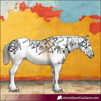 Horse Color:Gray Buckskin Sabino