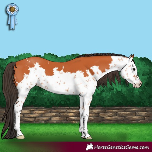 Horse Color:Bay Sabino 