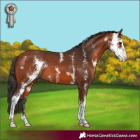 Horse Color:Bay Sabino