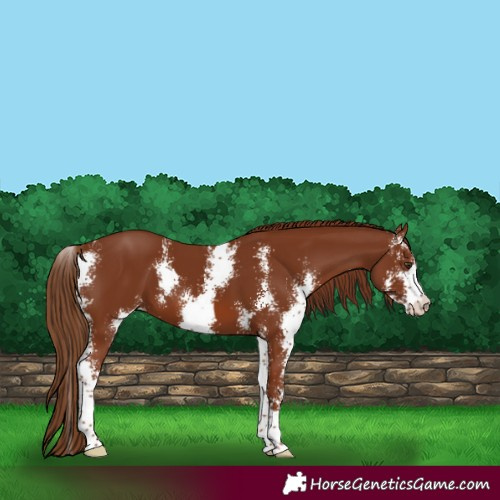 Horse Color:Chestnut Sabino 