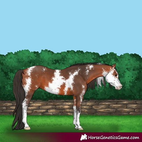 Horse Color:Bay Sabino 