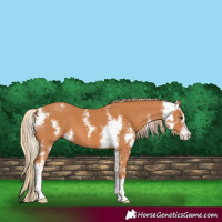 Horse Color:Chestnut Sabino 
