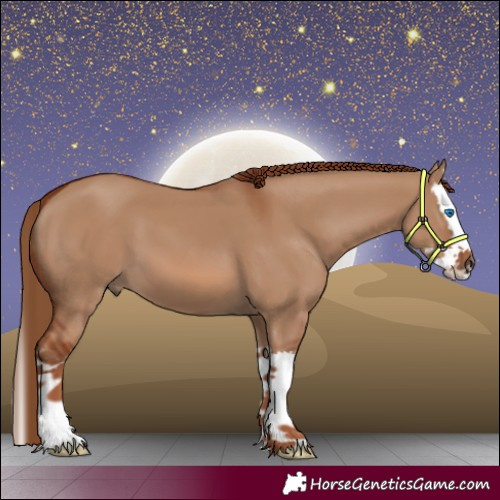 Horse Color:Red Dun Splash 