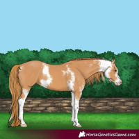 Horse Color:Chestnut Sabino 