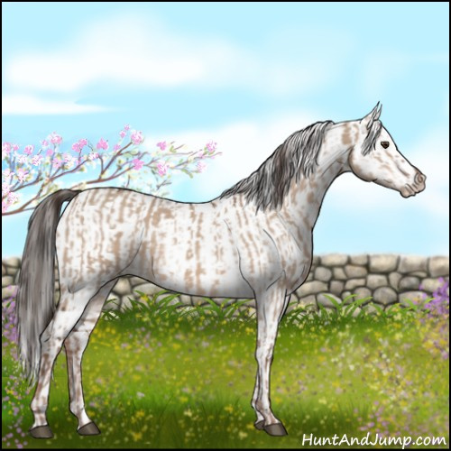 Horse Color:Liver Red Dun  and Liver Red Dun Appaloosa 