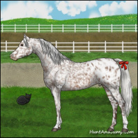 Horse Color:Liver Red Dun Mushroom Appaloosa  and Liver Red Dun Mushroom Appaloosa Brindle 