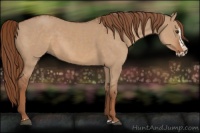 Horse Color:Red Dun  and Red Dun Splash 