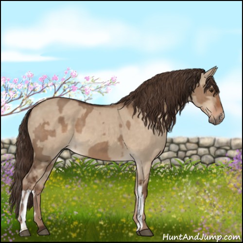 Horse Color:Liver Red Dun  and Liver Red Dun 