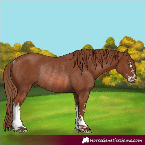 Horse Color:White Spotted Chestnut Rabicano