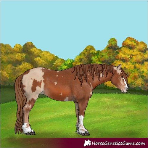 Horse Color:Red Dun and Chestnut